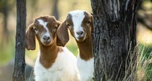 Doctor Gives Pregnant-Girlfriend Two Goats As Compensation For Dumping Her