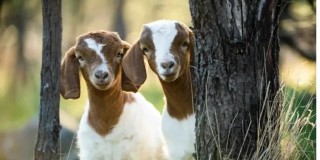 Doctor Gives Pregnant-Girlfriend Two Goats As Compensation For Dumping Her