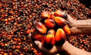 Nigeria’s Largest Palm Oil Maker To Raise Record ₦‎100 Billion Bond