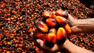 Nigeria’s Largest Palm Oil Maker To Raise Record ₦‎100 Billion Bond