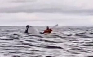 Father records moment whale swallowed his son then spat him back out (video)