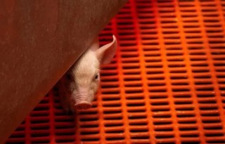 US approves pig kidney transplant trials