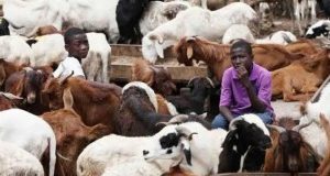 Sallah: Ram dealers lament low patronage