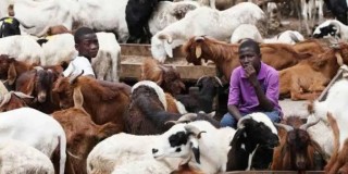 Sallah: Ram dealers lament low patronage