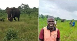 Elephant spotted in Rivers community
