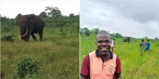 Elephant spotted in Rivers community